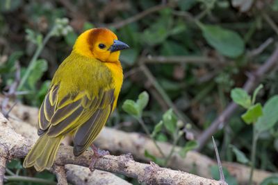 Taveta Weaver - Taveta-wever - Tisserin de Taveta (m)