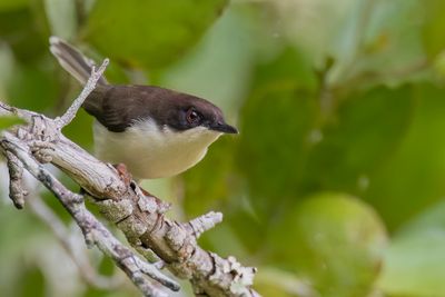 Black-headed Apalis - Tanzania-apalis - Apalis à tête noire