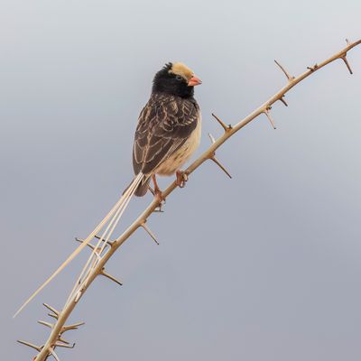 Straw-tailed Whydah - Fischers Wida - Veuve de Fischer (m)
