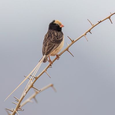 Straw-tailed Whydah - Fischers Wida - Veuve de Fischer (m)