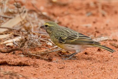 White-bellied Canary - Witbuikkanarie - Serin à ventre blanc (f)