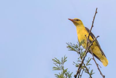Eurasian Golden Oriole - Wielewaal - Loriot d'Europe