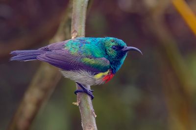 Eastern Double-collared Sunbird - Fulleborns Honingzuiger - Souimanga du Kilimandjaro (m)