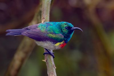Eastern Double-collared Sunbird - Fulleborns Honingzuiger - Souimanga du Kilimandjaro (m)