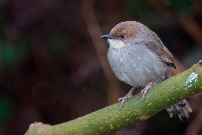 Hunter's Cisticola - Hunters Graszanger - Cisticole de Hunter