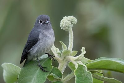 White-eyed Slaty Flycatcher - Bergdrongovliegenvanger - Gobemouche de Fischer