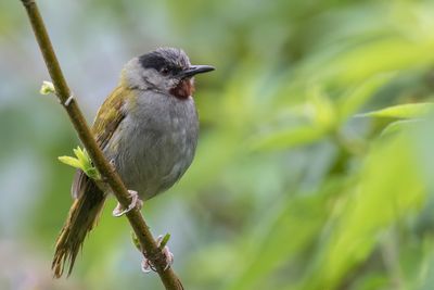 Grey-capped Warbler - Eminia-zanger - Éminie à calotte grise