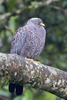 African Olive Pigeon - Olijfduif - Pigeon rameron