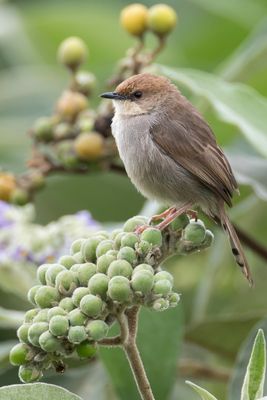 Hunter's Cisticola - Hunters Graszanger - Cisticole de Hunter