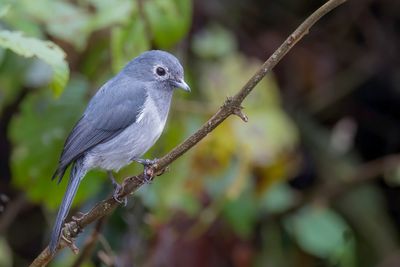 White-eyed Slaty Flycatcher - Bergdrongovliegenvanger - Gobemouche de Fischer