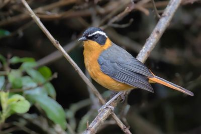 Rüppell's Robin-Chat - Ruppells Lawaaimaker - Cossyphe de Rüppell