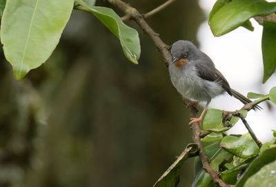 Chestnut-throated Apalis - Bergapalis - Apalis à gorge marron
