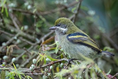 Moustached Tinkerbird - Witsnorketellapper - Barbion  moustaches