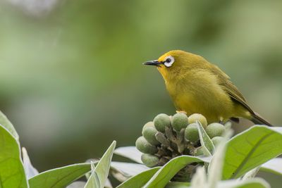 Kikuyu White-eye - Kikuyubrilvogel - Zostrops du Kikuyu