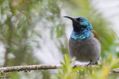 Green-headed Sunbird - Groenkophoningzuiger - Souimanga à tête verte