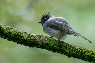 White-tailed Crested Flycatcher - Bergkuifmonarch - Elminie à queue frangée