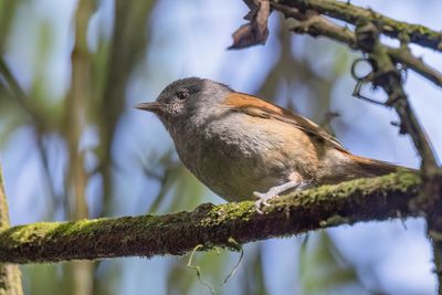 African Hill Babbler - Ethiopische Monnikstimalia - Akalat à tête sombre