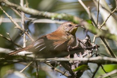 Evergreen Forest Warbler - Kameroenstruikzanger - Bouscarle de Lopes