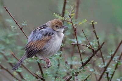 Winding Cisticola - Heuglins Graszanger - Cisticole du Nil
