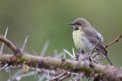 Variable Sunbird - Ornaathoningzuiger - Souimanga à ventre jaune (imm male)