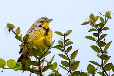 Yellow-throated Longclaw - Geelkeellangklauw - Sentinelle  gorge jaune