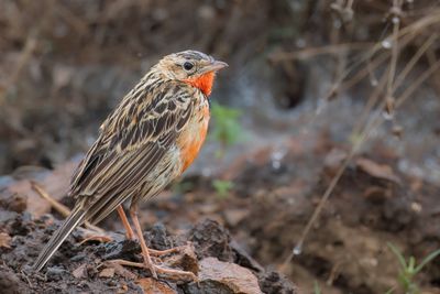 Rosy-throated Longclaw - Roodkeellangklauw - Sentinelle à gorge rose (imm)