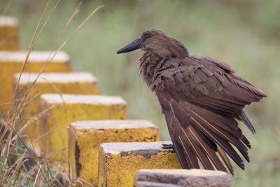 Hamerkop - Hamerkop - Ombrette africaine