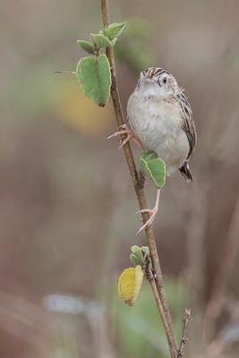 Pectoral-patch Cisticola - Bleekkopgraszanger - Cisticole brune