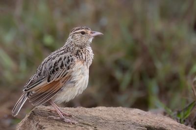 Sentinel Lark