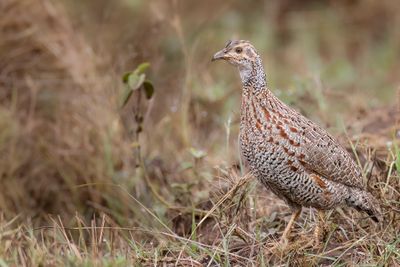 Shelley's Francolin - Shelley's Frankolijn - Francolin de Shelley