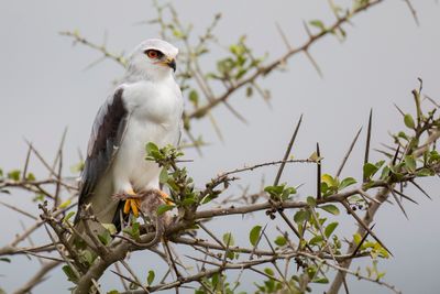 Black-winged Kite - Grijze Wouw - Élanion blanc