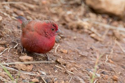 Red-billed Firefinch - Vuurvink - Amarante du Sngal