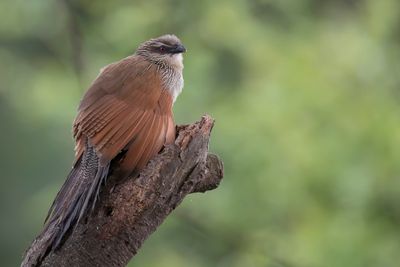 White-browed Coucal - Wenkbrauwspoorkoekoek - Coucal à sourcils blancs