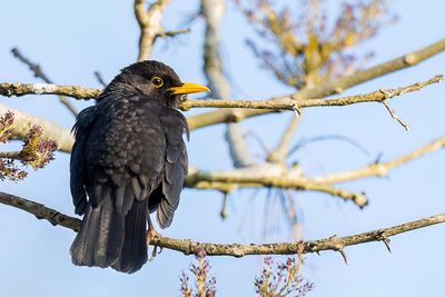 Common Blackbird - Merel - Merle noir (m)
