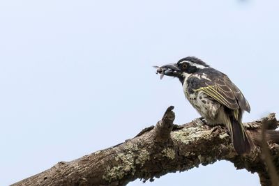 Spot-flanked Barbet - Rouwbaardvogel - Barbican funbre