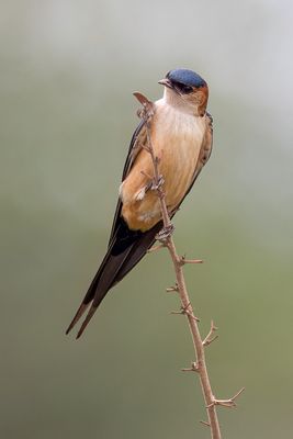 Red-rumped Swallow - Roodstuitzwaluw - Hirondelle rousseline