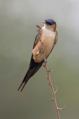 African Red-rumped Swallow - Afrikaanse Roodstuitzwaluw - Hirondelle de Rüppell