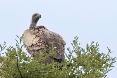 White-backed Vulture - Witruggier - Vautour africain