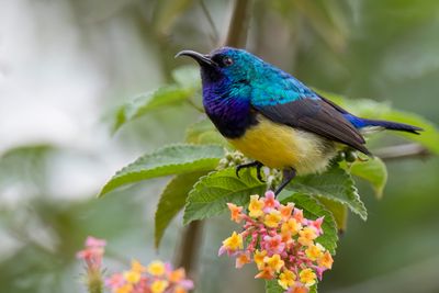 Variable Sunbird - Ornaathoningzuiger - Souimanga à ventre jaune (m)