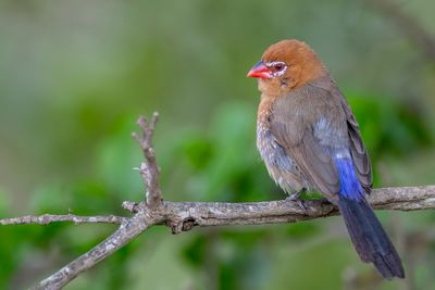 Purple Grenadier - Blauwbuikgranaatastrild - Cordonbleu violacé (f)