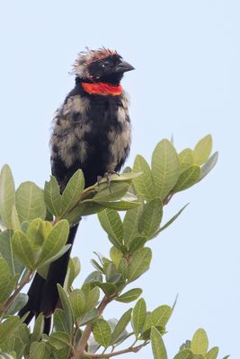 Red-cowled Widowbird - Capuchonwidavink - Euplecte à nuque rouge (m)