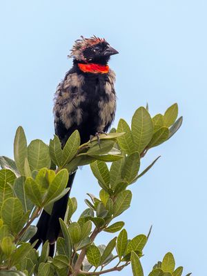 Red-cowled Widowbird - Capuchonwidavink - Euplecte  nuque rouge (m)