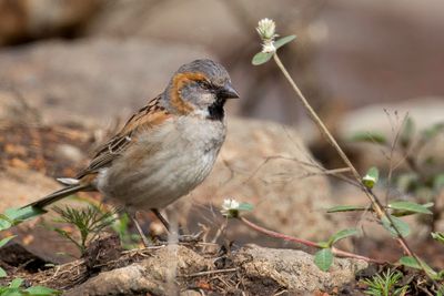 Kenya Sparrow - Keniaanse Roestmus - Moineau roux (m)