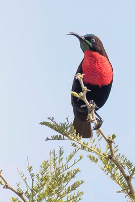 Scarlet-chested Sunbird - Roodborsthoningzuiger - Souimanga à poitrine rouge (m)