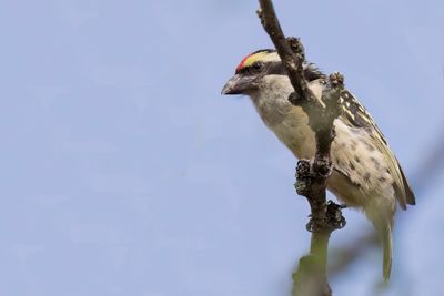 Red-fronted Barbet - Diadeembaardvogel - Barbican à diadème