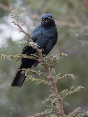 Black Cuckooshrike - Kaapse Rupsvogel - Échenilleur à épaulettes jaunes (m)