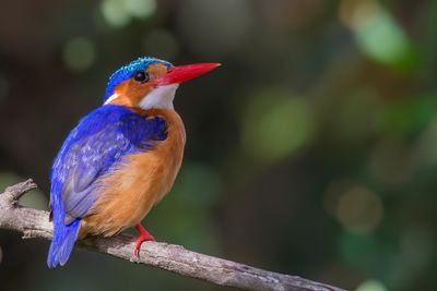 Malachite Kingfisher - Malachietijsvogel - Martin-pêcheur huppé