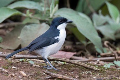 Tropical Boubou - Tropische Fiskaal - Grand Gonolek