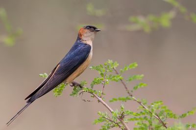 African Red-rumped Swallow - Afrikaanse Roodstuitzwaluw - Hirondelle de Rüppell