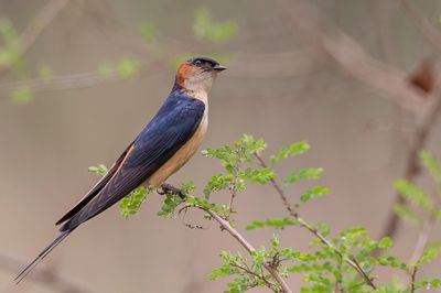 Red-rumped Swallow - Roodstuitzwaluw - Hirondelle rousseline